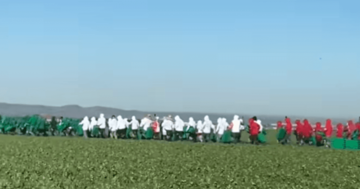 Mexicanos en el Exterior Celebran el Grito con Orgullo y Resiliencia en un Contexto Histórico